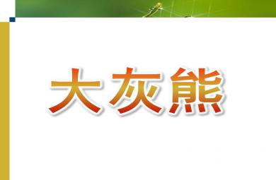 小班音樂大灰熊PPT課件音樂
