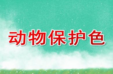 幼兒園說課動物保護色PPT課件