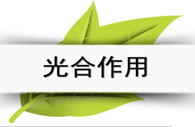 幼兒園光合作用PPT課件