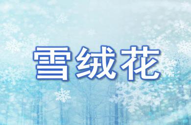 幼兒園音樂雪絨花PPT課件