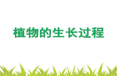 幼兒園植物的生長過程PPT課件