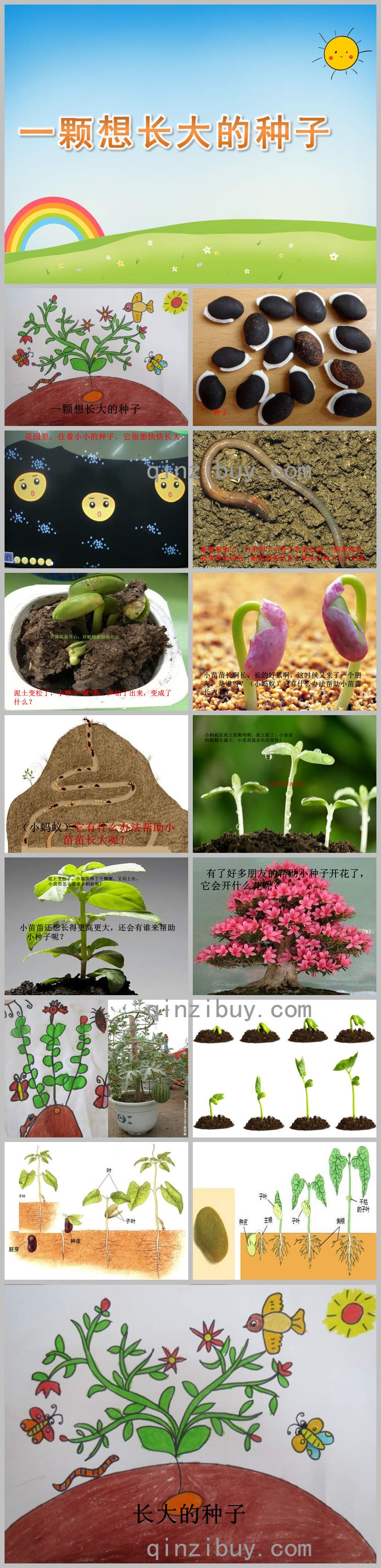 一顆想長大的種子PPT課件教案圖片