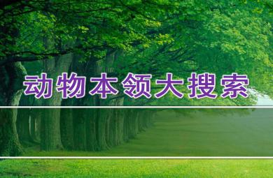 大班科學動物本領大搜索PPT課件教案
