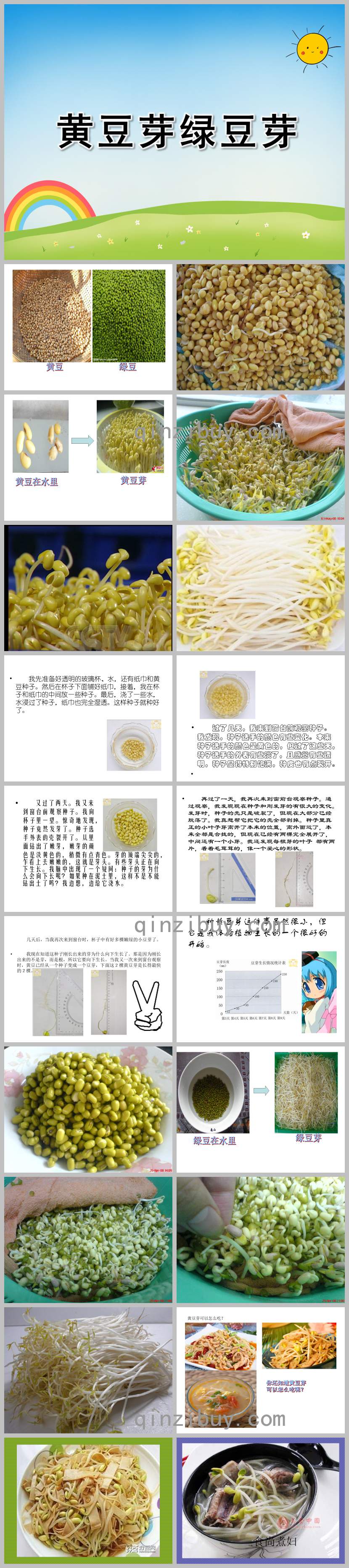 中班健康課件黃豆芽綠豆芽PPT課件教案