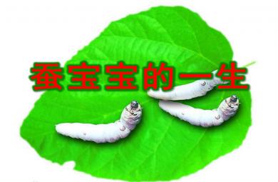 蠶寶寶的一生PPT課件教案圖片