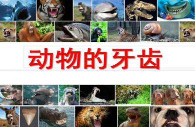 動物的牙齒PPT課件教案圖片