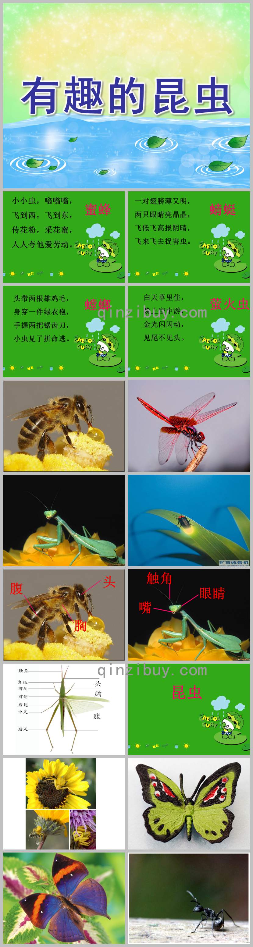 有趣的昆蟲簡介展示PPT課件教案圖片