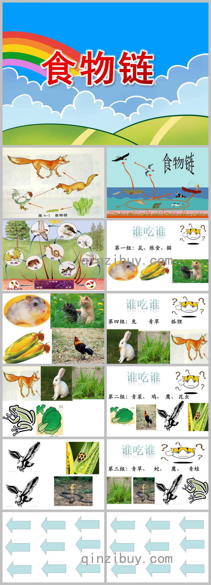 幼兒園食物鏈PPT課件教案圖片