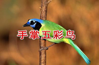 中班美術(shù)活動(dòng)手掌五彩鳥PPT課件教案