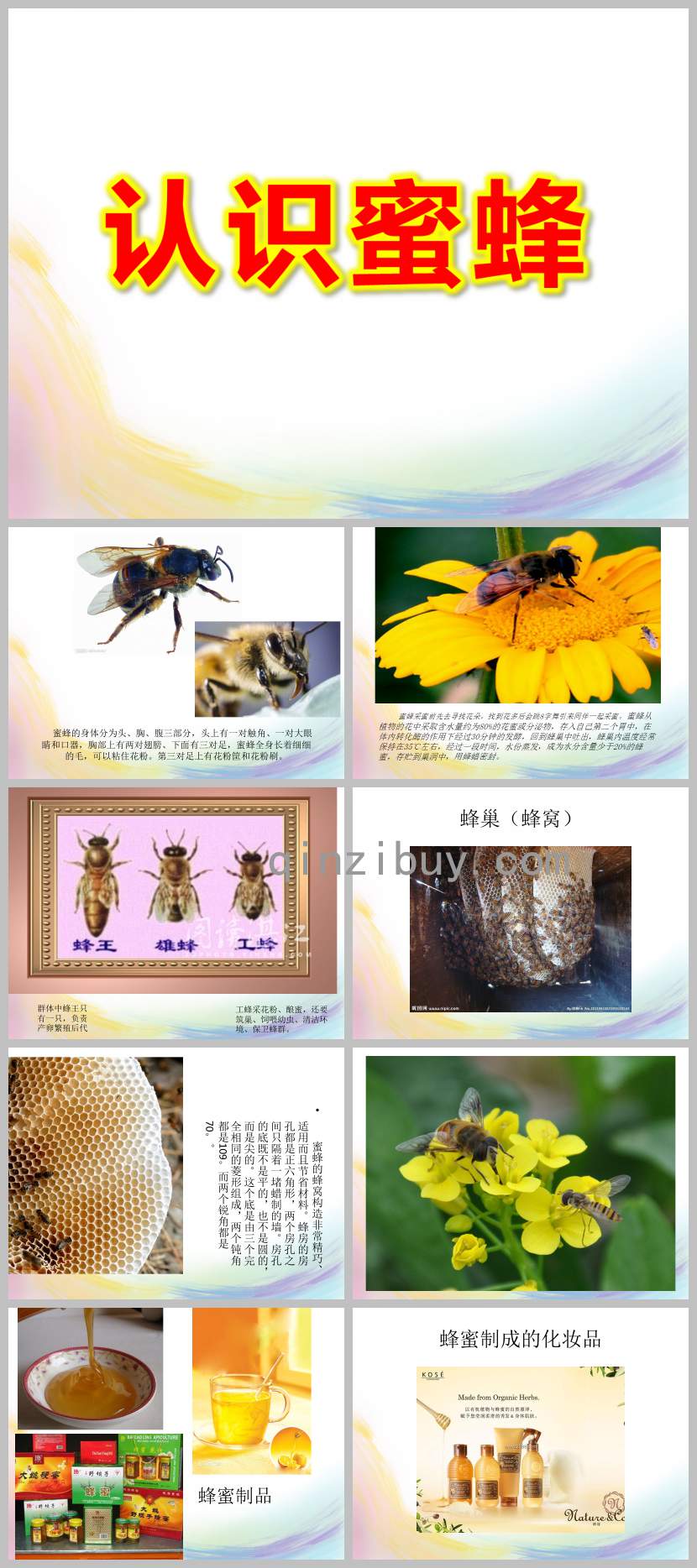 大班科學課件認識蜜蜂PPT課件教案