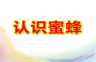 大班科學課件認識蜜蜂PPT課件教案