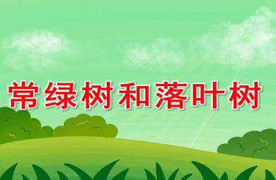 常綠樹和落葉樹PPT課件教案圖片