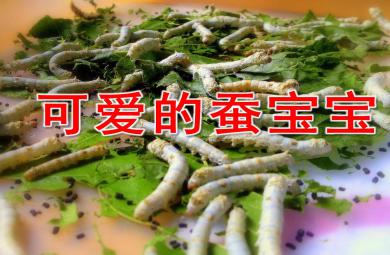 中班科學(xué)可愛的蠶寶寶PPT課件教案圖片