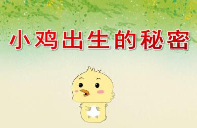 中班科學(xué)小雞出生的秘密PPT課件教案