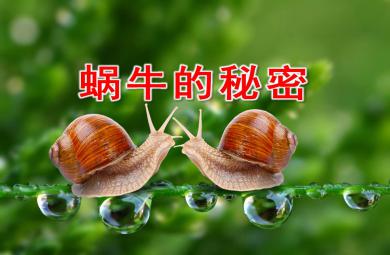 中班科學(xué)蝸牛的秘密PPT課件教案