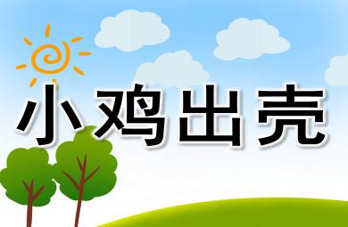 小雞出殼PPT課件教案圖片