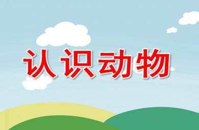 中班認識動物PPT課件教案圖片