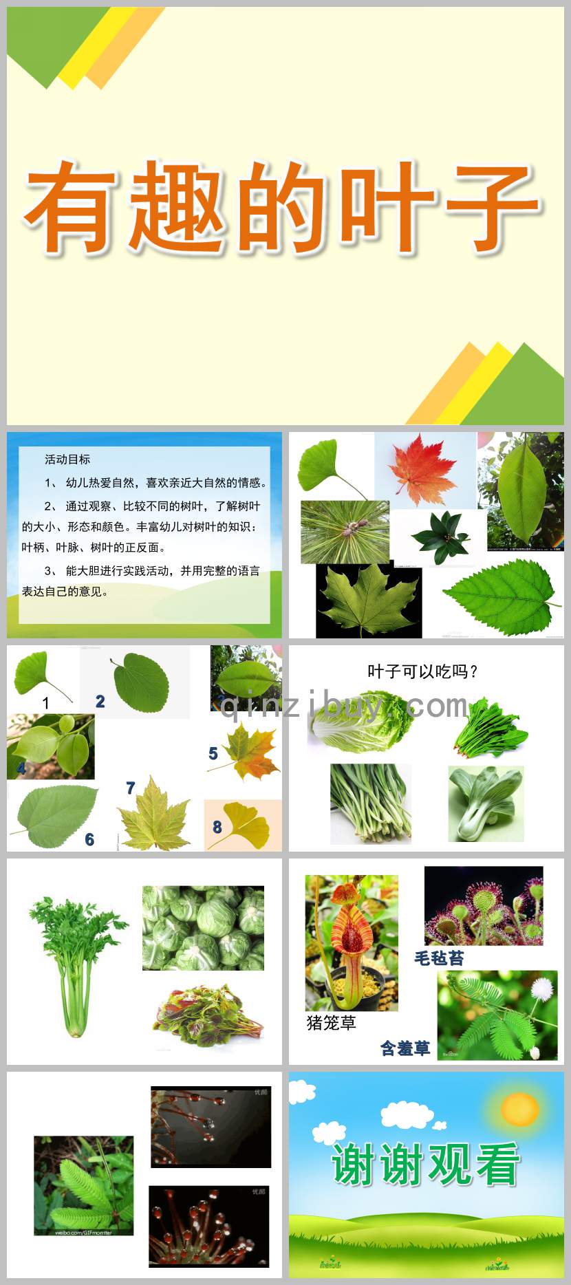 大班科學有趣的葉子PPT課件教案