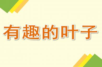 大班科學有趣的葉子PPT課件教案