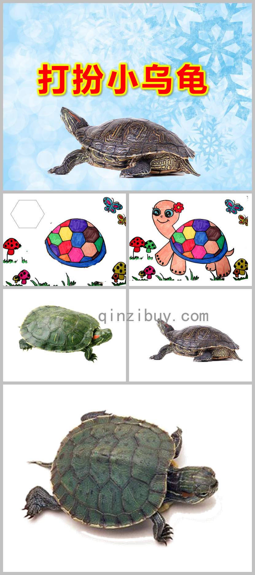 打扮小烏龜PPT課件教案圖片