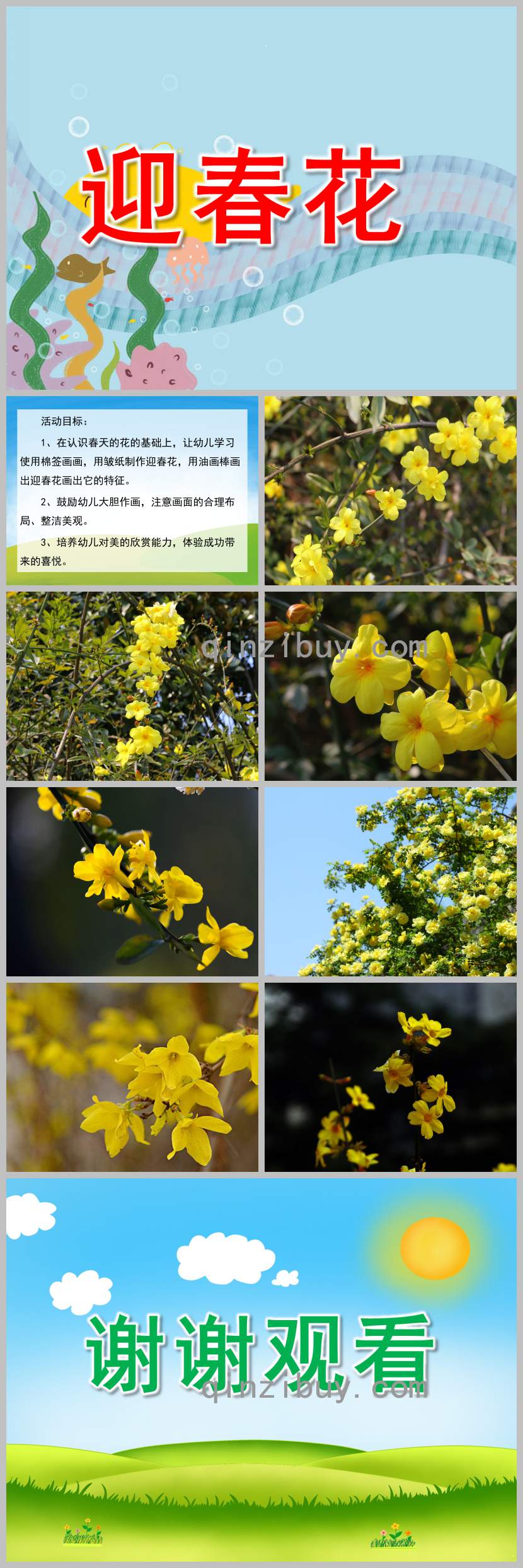 迎春花PPT課件教案圖片