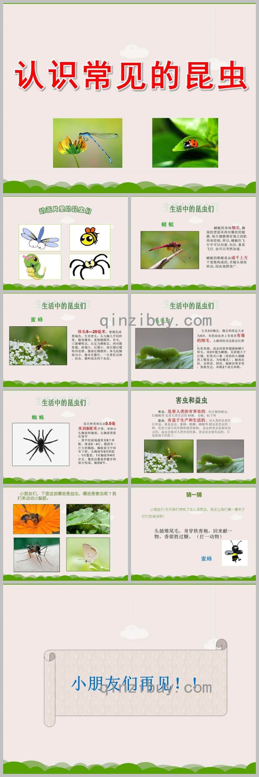 大班科學課件認識常見的昆蟲PPT課件教案