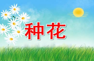 中班數學種花PPT課件教案