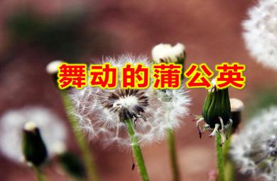 小班美術舞動的蒲公英PPT課件教案