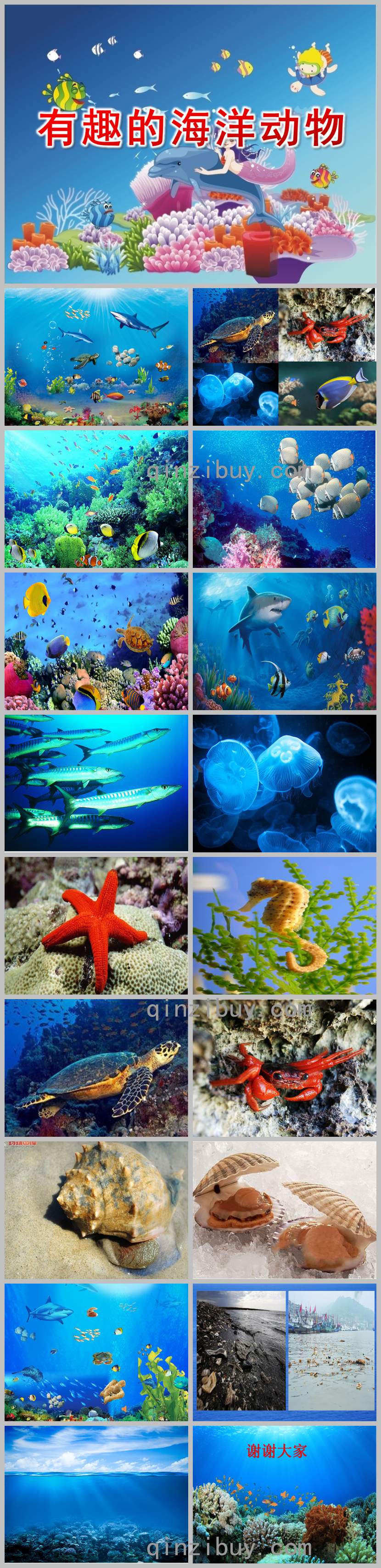 大班科學有趣的海洋動物PPT課件教案