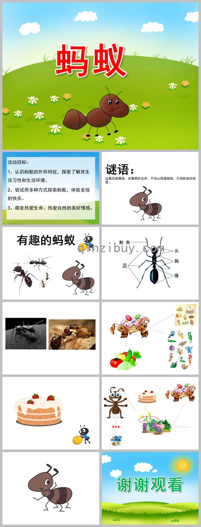 幼兒園螞蟻PPT課件教案圖片