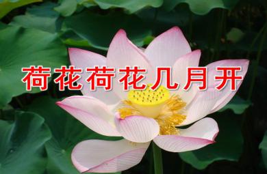 荷花荷花幾月開PPT課件教案圖片