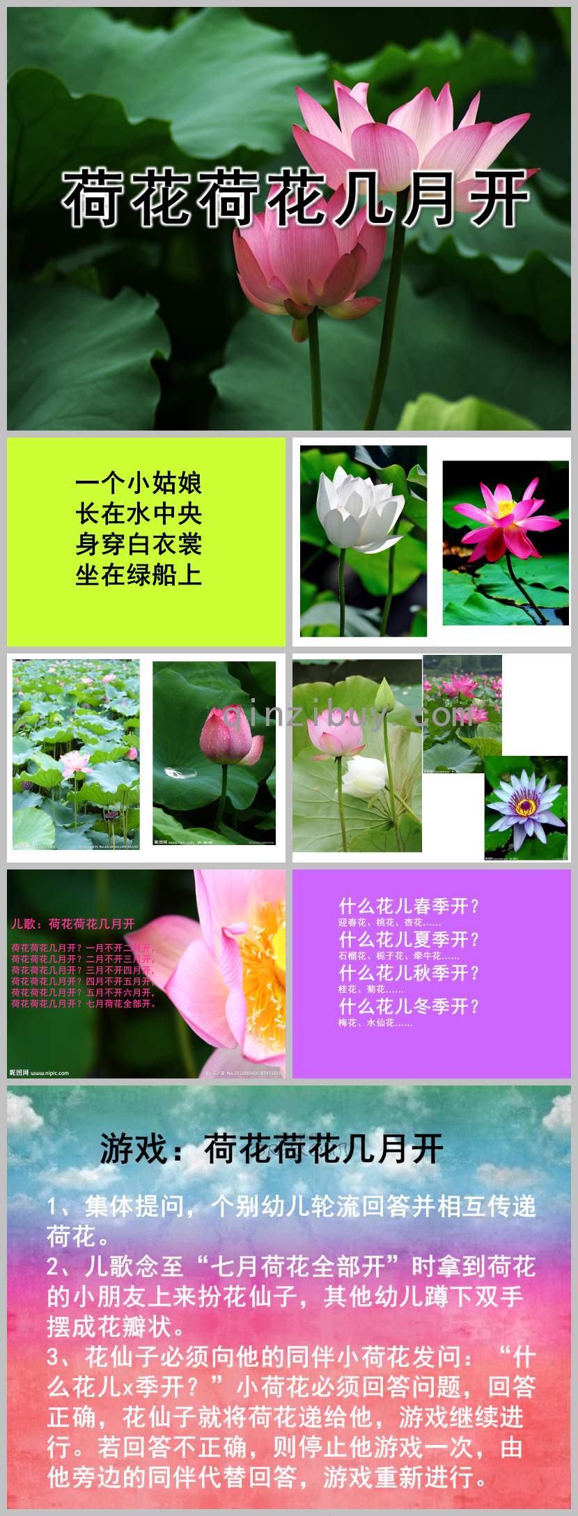 荷花荷花幾時開PPT課件教案圖片