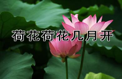 荷花荷花幾時開PPT課件教案圖片