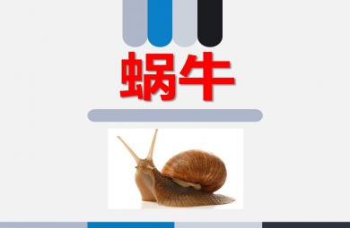 中班認(rèn)識(shí)蝸牛PPT課件教案圖片