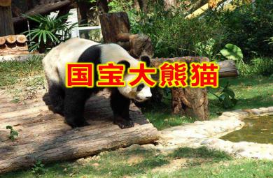 大班科學活動國寶大熊貓PPT課件教案