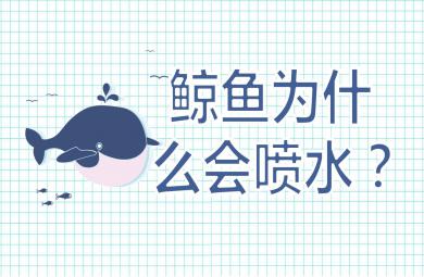 中班科學(xué)鯨魚為什么會(huì)噴水PPT課件教案