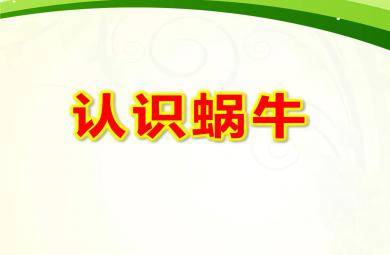 小班認識蝸牛PPT課件教案圖片