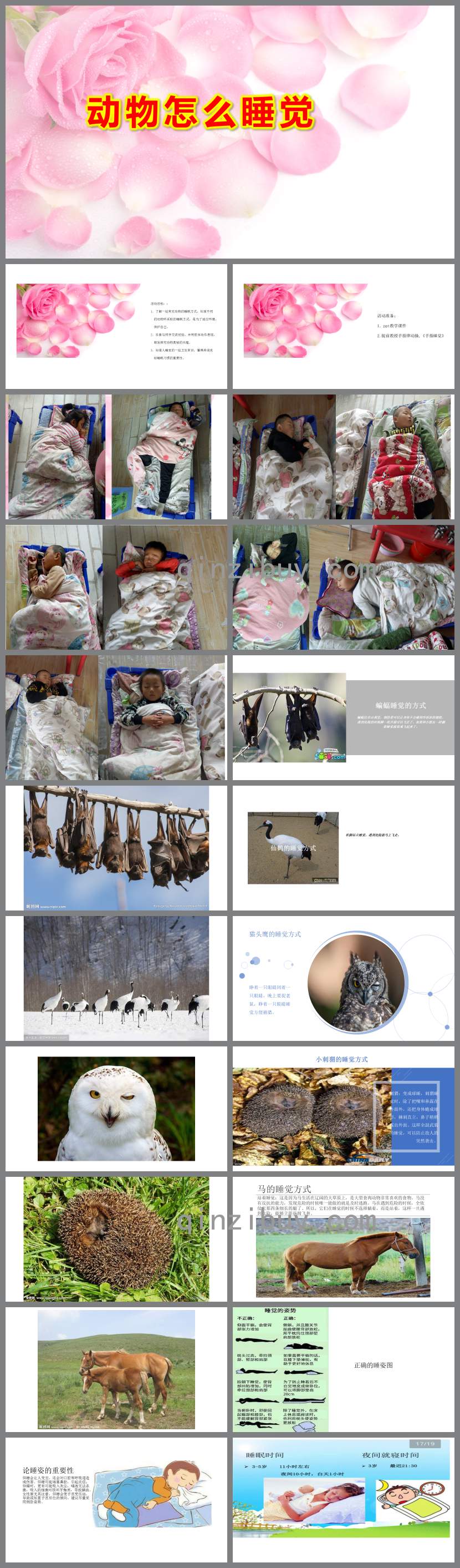 大班科學動物怎么睡覺PPT課件教案
