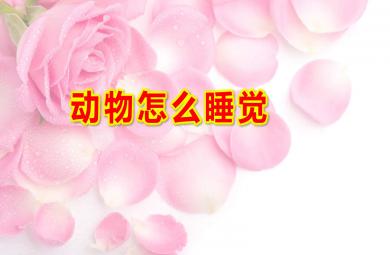 大班科學(xué)動物怎么睡覺PPT課件教案