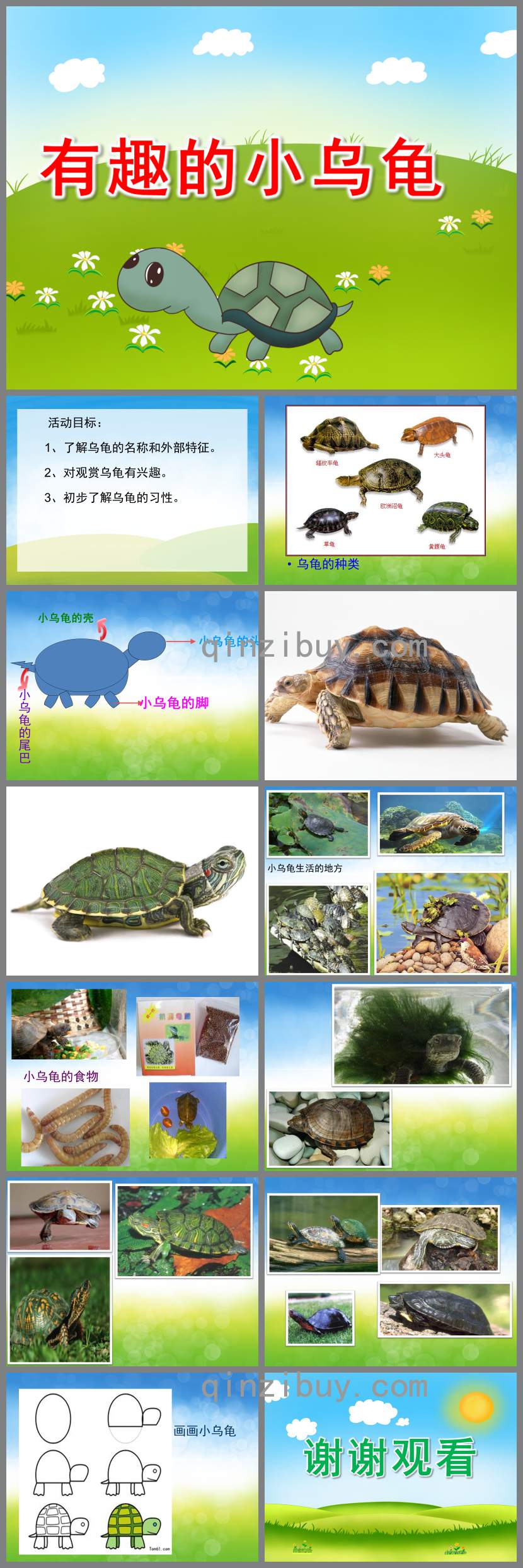 有趣的小烏龜PPT課件教案圖片