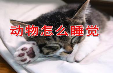 中班科學(xué)課件動(dòng)物怎么睡覺(jué)PPT課件教案
