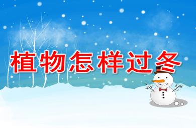 中班科學(xué)植物過(guò)冬PPT課件教案