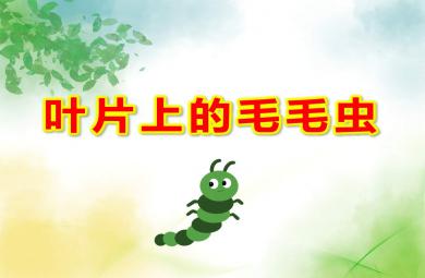 大班美術葉片上的毛毛蟲PPT課件教案