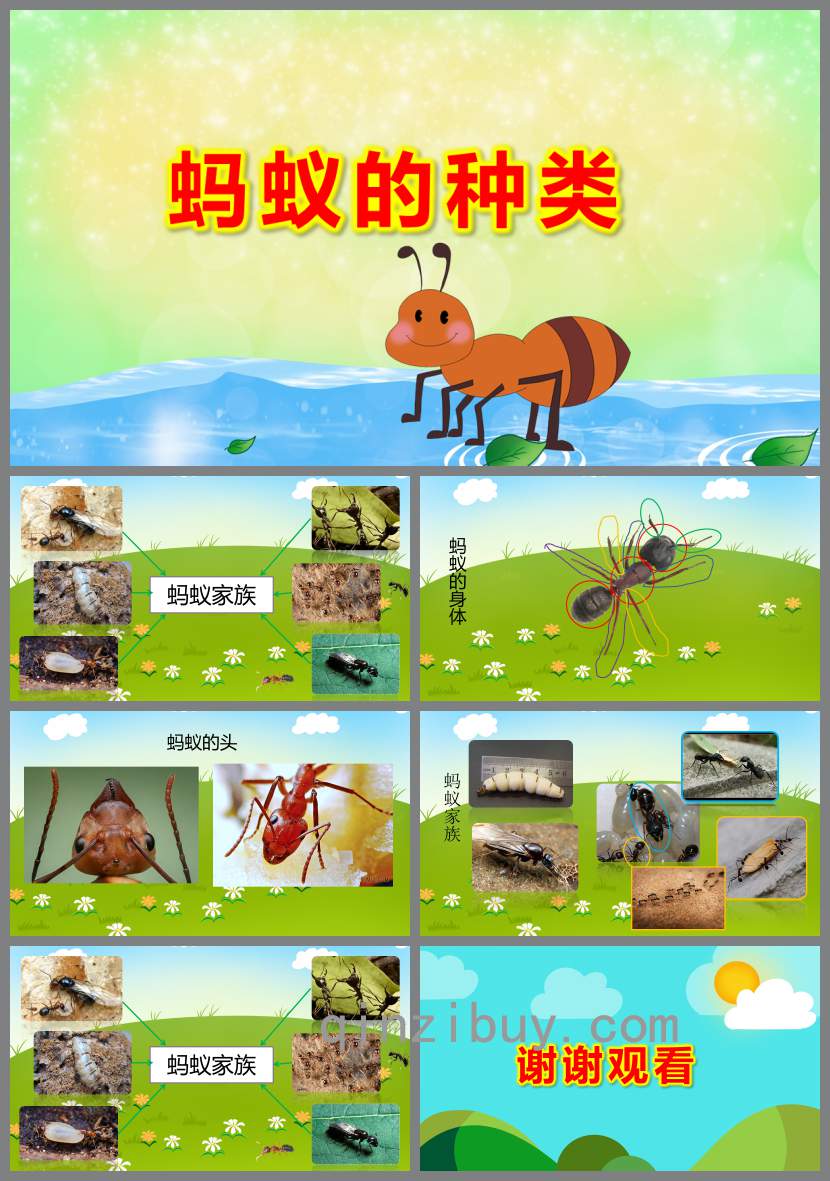 中班科學(xué)螞蟻的種類PPT課件教案