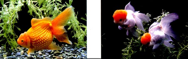 幼兒園大班中國畫教案:快樂的金魚